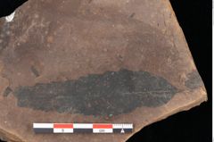 Foto (Detailsansicht) von Quercus palaeoilex Ettingshausen (NHMW-GEO-2024-0188-0890)